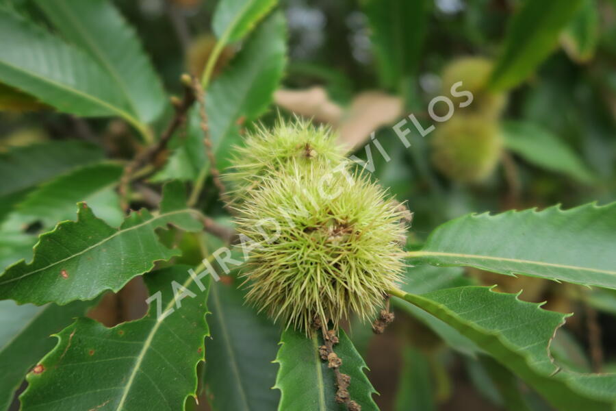Kaštanovník setý - Castanea sativa
