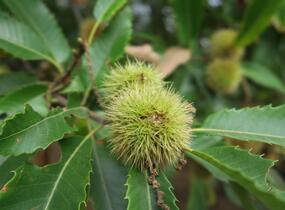 Kaštanovník setý, jedlý - Castanea sativa