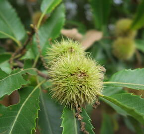 Kaštanovník setý - Castanea sativa