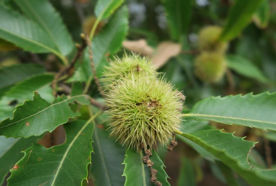 Kaštanovník setý, jedlý - Castanea sativa