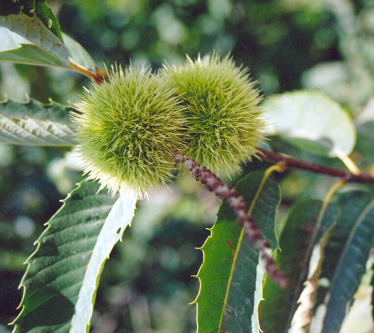 Kaštanovník setý - Castanea sativa