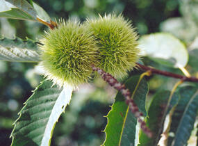 Kaštanovník setý, jedlý - Castanea sativa