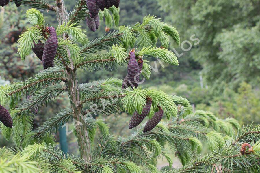 Smrk omorika - Picea omorika