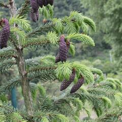 Smrk omorika - Picea omorika