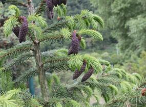 Smrk omorika - Picea omorika