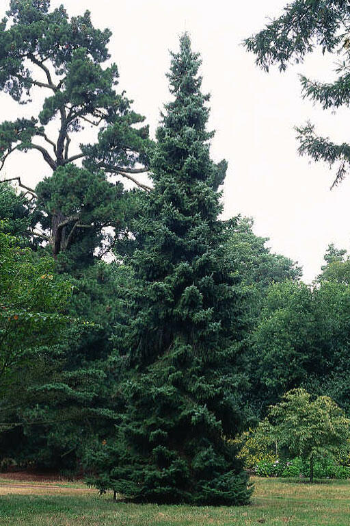 Smrk omorika - Picea omorika