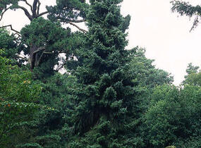 Smrk omorika - Picea omorika