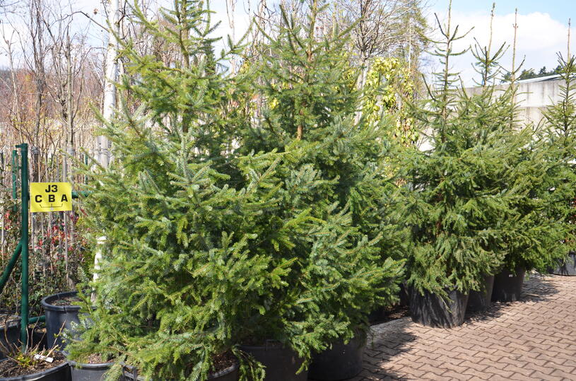 Zahradnictvi-flos.cz: Smrk omorika - Picea omorika, Kontejner o objemu 10 litrů velikost 40 - 60 cm