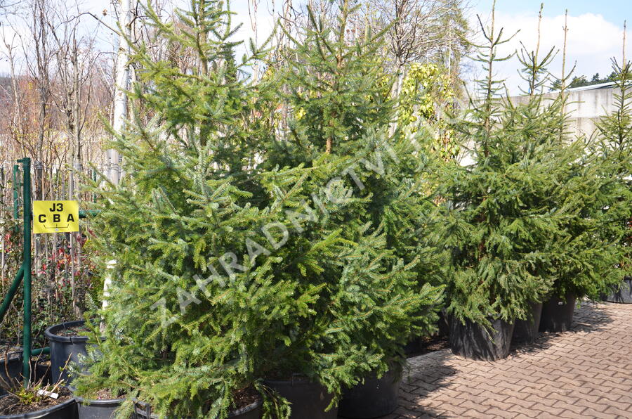 Smrk omorika - Picea omorika