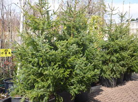 Smrk omorika - Picea omorika