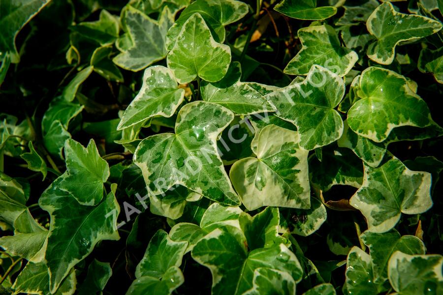 Břečťan popínavý 'Eva' - Hedera helix 'Eva'