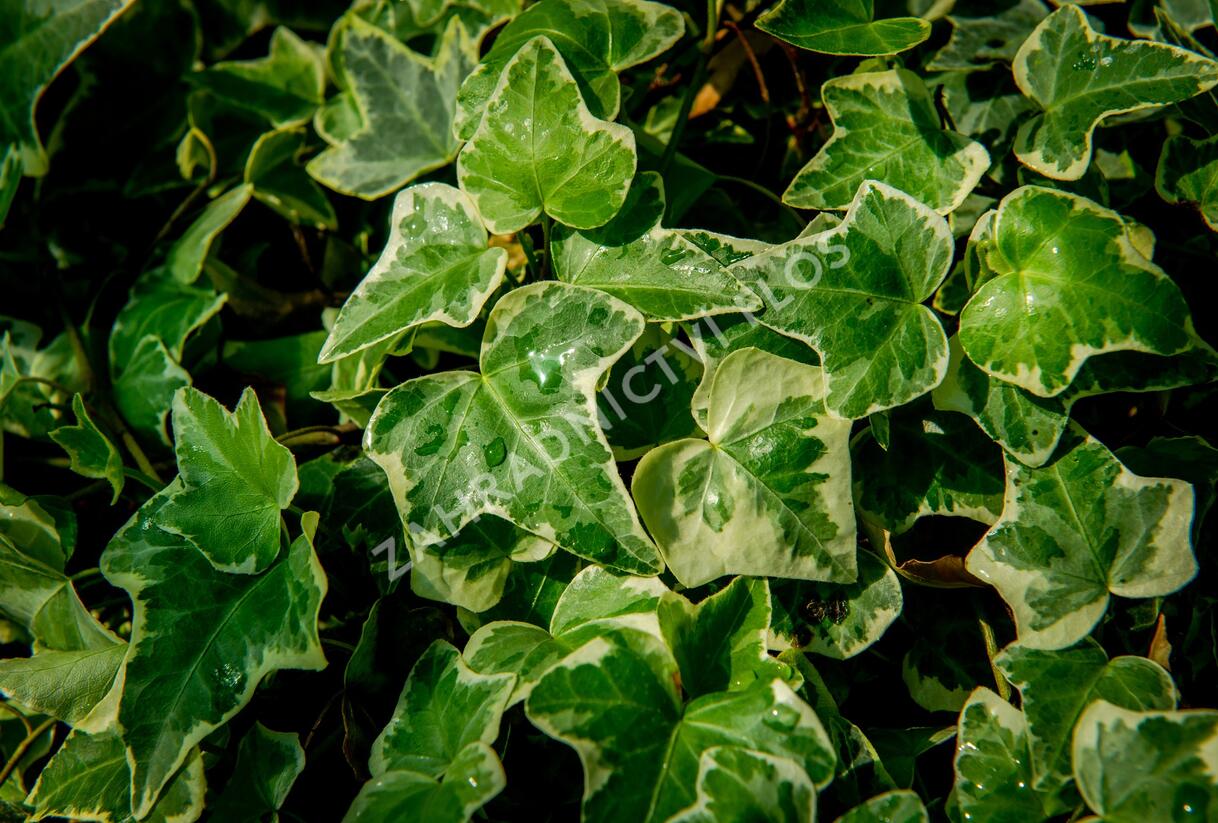 Břečťan popínavý 'Eva' - Hedera helix 'Eva'