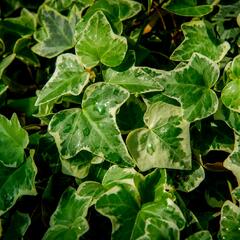 Břečťan popínavý 'Eva' - Hedera helix 'Eva'