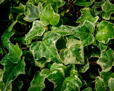 Břečťan popínavý 'Eva'