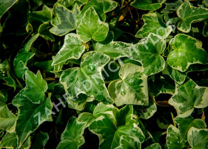 Břečťan popínavý 'Eva' - Hedera helix 'Eva'