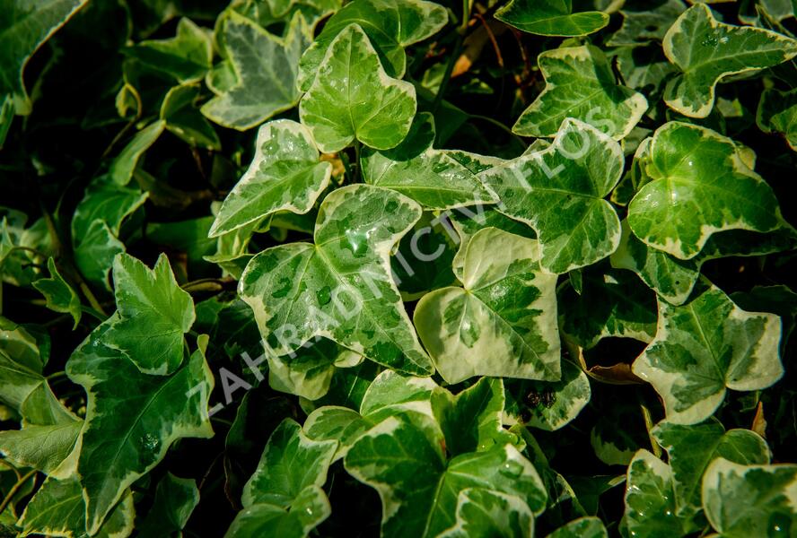 Břečťan popínavý 'Eva' - Hedera helix 'Eva'