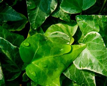 Břečťan popínavý 'Tamara'