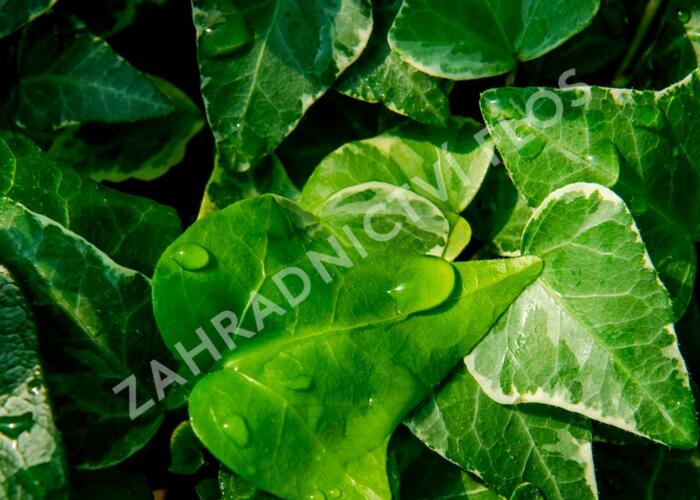Břečťan popínavý 'Tamara' - Hedera helix 'Tamara'