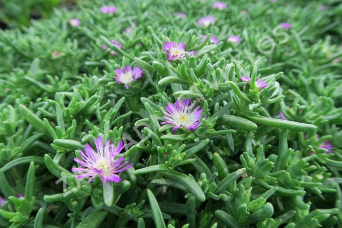 Kosmatec 'Wheels of Wonder Violet' - Delosperma hybrida 'Wheels of Wonder Violet'