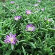 Kosmatec 'Wheels of Wonder Violet' - Delosperma hybrida 'Wheels of Wonder Violet'