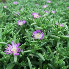 Kosmatec 'Wheels of Wonder Violet' - Delosperma hybrida 'Wheels of Wonder Violet'