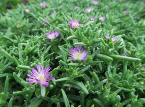 Kosmatec 'Wheels of Wonder Violet' - Delosperma hybrida 'Wheels of Wonder Violet'