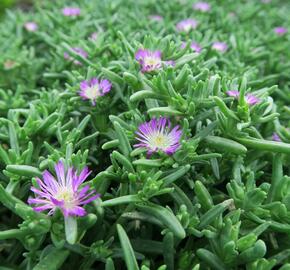 Kosmatec 'Wheels of Wonder Violet' - Delosperma hybrida 'Wheels of Wonder Violet'