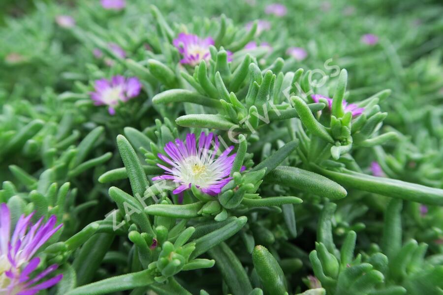 Kosmatec 'Wheels of Wonder Violet' - Delosperma hybrida 'Wheels of Wonder Violet'