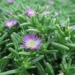 Kosmatec 'Wheels of Wonder Violet' - Delosperma hybrida 'Wheels of Wonder Violet'