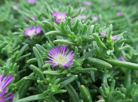 Kosmatec 'Wheels of Wonder Violet' - Delosperma hybrida 'Wheels of Wonder Violet'