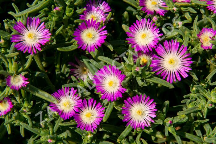 Kosmatec 'Wheels of Wonder Violet' - Delosperma hybrida 'Wheels of Wonder Violet'