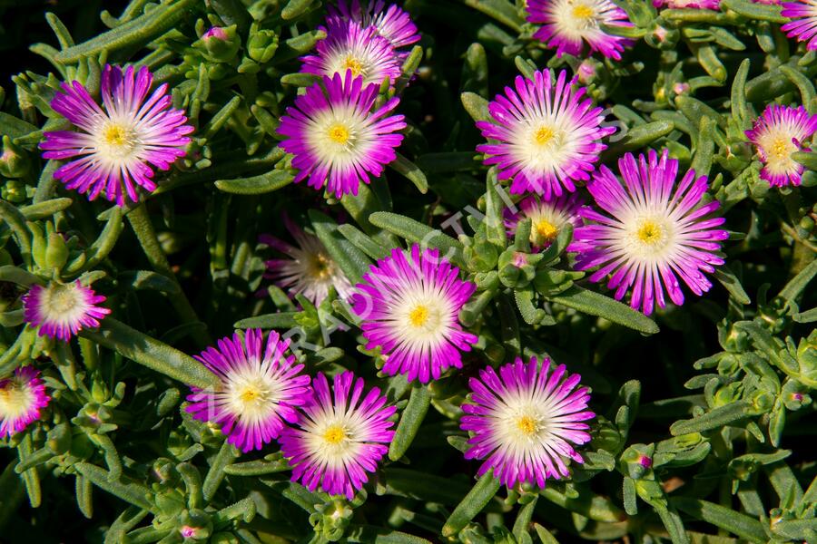 Kosmatec 'Wheels of Wonder Violet' - Delosperma hybrida 'Wheels of Wonder Violet'