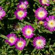 Kosmatec 'Wheels of Wonder Violet' - Delosperma hybrida 'Wheels of Wonder Violet'