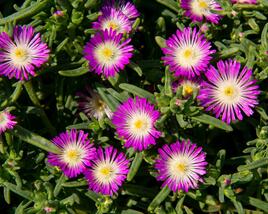 Kosmatec 'Wheels of Wonder Violet'