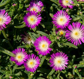 Kosmatec 'Wheels of Wonder Violet' - Delosperma hybrida 'Wheels of Wonder Violet'