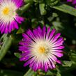 Kosmatec 'Wheels of Wonder Violet' - Delosperma hybrida 'Wheels of Wonder Violet'