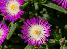 Kosmatec 'Wheels of Wonder Violet' - Delosperma hybrida 'Wheels of Wonder Violet'