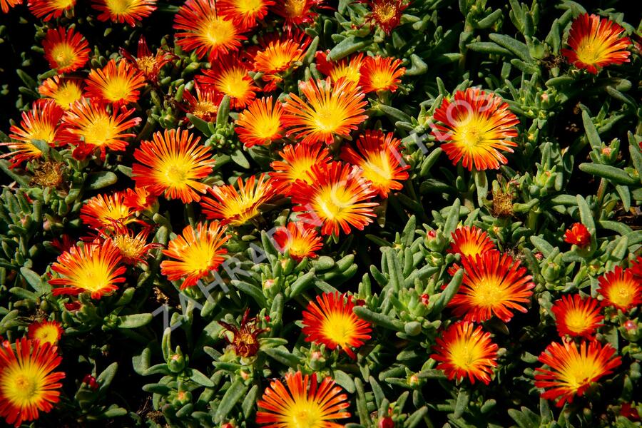 Kosmatec 'Wheels of Wonder Fire' - Delosperma hybrida 'Wheels of Wonder Fire'