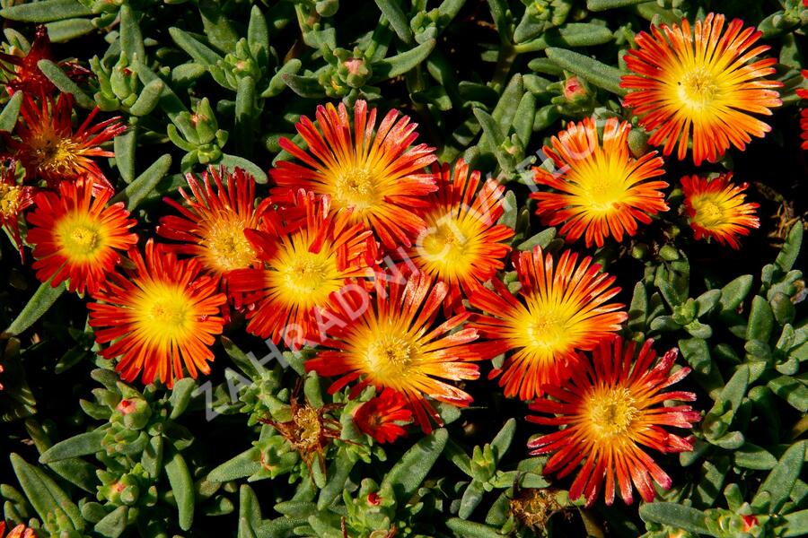 Kosmatec 'Wheels of Wonder Fire' - Delosperma hybrida 'Wheels of Wonder Fire'