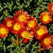 Kosmatec 'Wheels of Wonder Fire' - Delosperma hybrida 'Wheels of Wonder Fire'