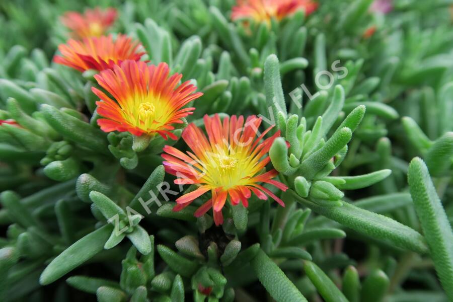 Kosmatec 'Wheels of Wonder Fire' - Delosperma hybrida 'Wheels of Wonder Fire'