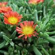 Kosmatec 'Wheels of Wonder Fire' - Delosperma hybrida 'Wheels of Wonder Fire'