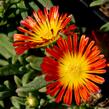 Kosmatec 'Wheels of Wonder Fire' - Delosperma hybrida 'Wheels of Wonder Fire'