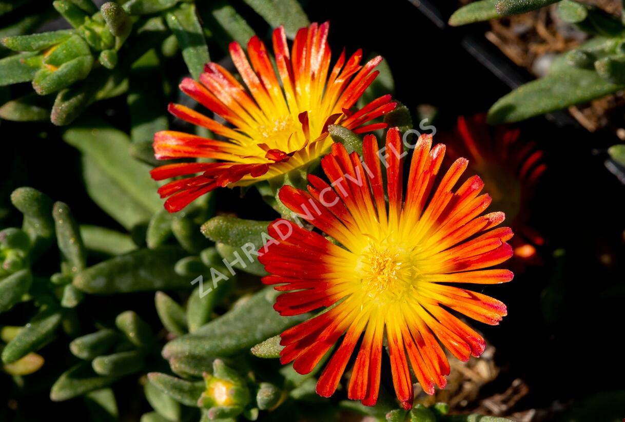 Kosmatec 'Wheels of Wonder Fire' - Delosperma hybrida 'Wheels of Wonder Fire'