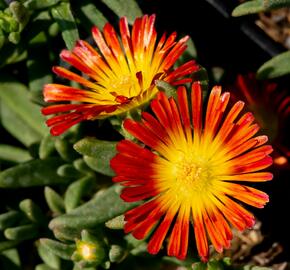 Kosmatec 'Wheels of Wonder Fire' - Delosperma hybrida 'Wheels of Wonder Fire'