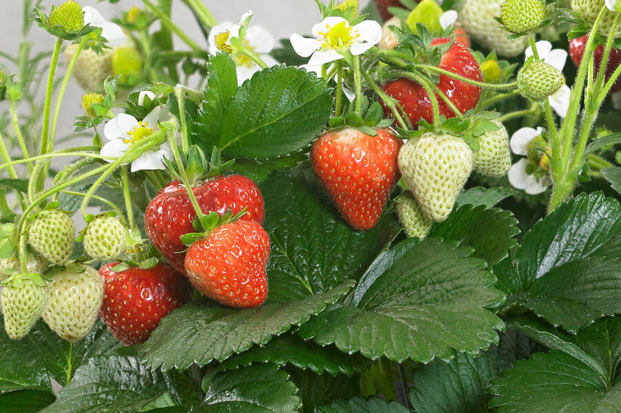 Jahodník stáleplodící 'Delizz' - Fragaria ananassa 'Delizz'