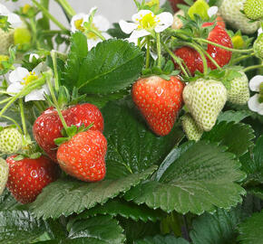 Jahodník stáleplodící 'Delizz' - Fragaria ananassa 'Delizz'