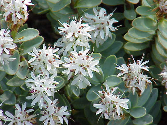 Hebe tučnolisté 'Sutherlandii' - Hebe pinguifolia 'Sutherlandii'