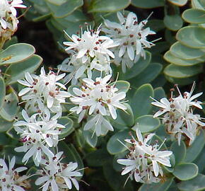 Hebe tučnolisté 'Sutherlandii' - Hebe pinguifolia 'Sutherlandii'