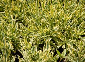 Levandule 'Meerlo' - Lavandula allardii 'Meerlo'
